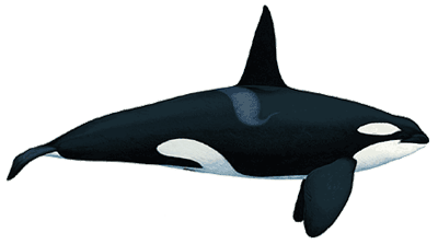 Orca Diagram