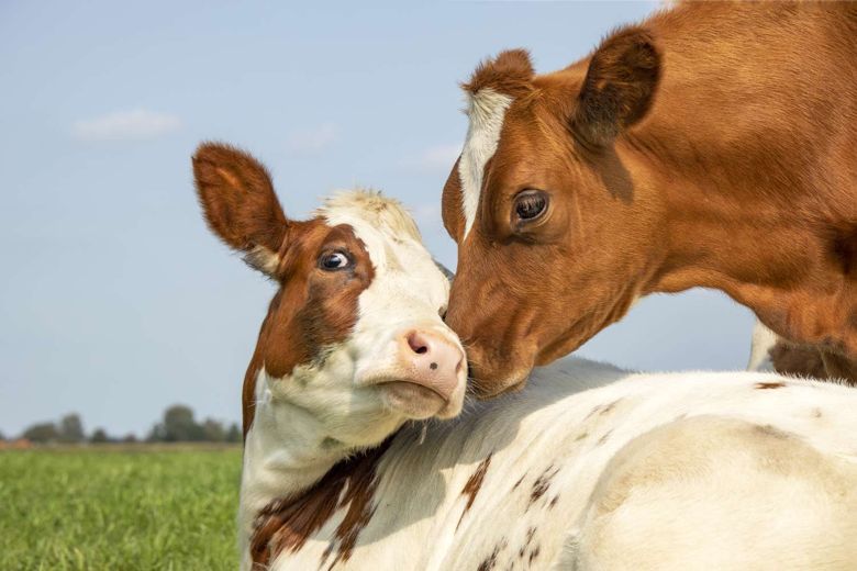 Large image of two brown cows