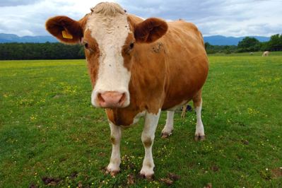 Image of brown cow