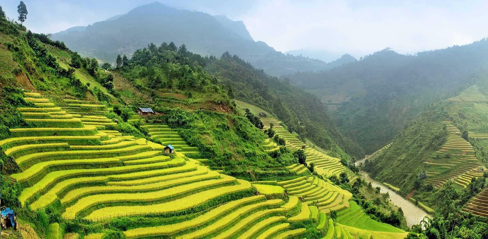 Terraced rice fields in Sapa