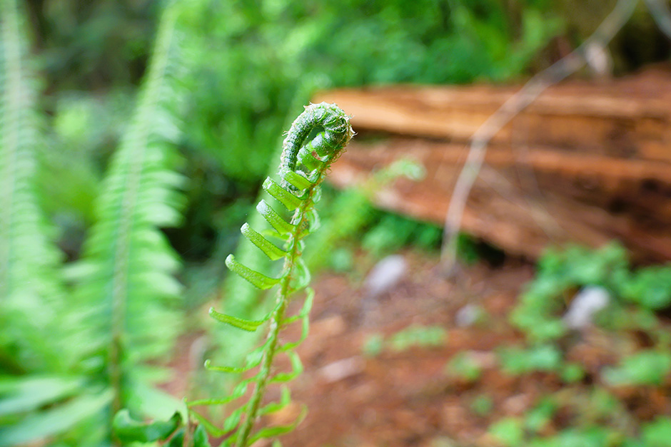 fern