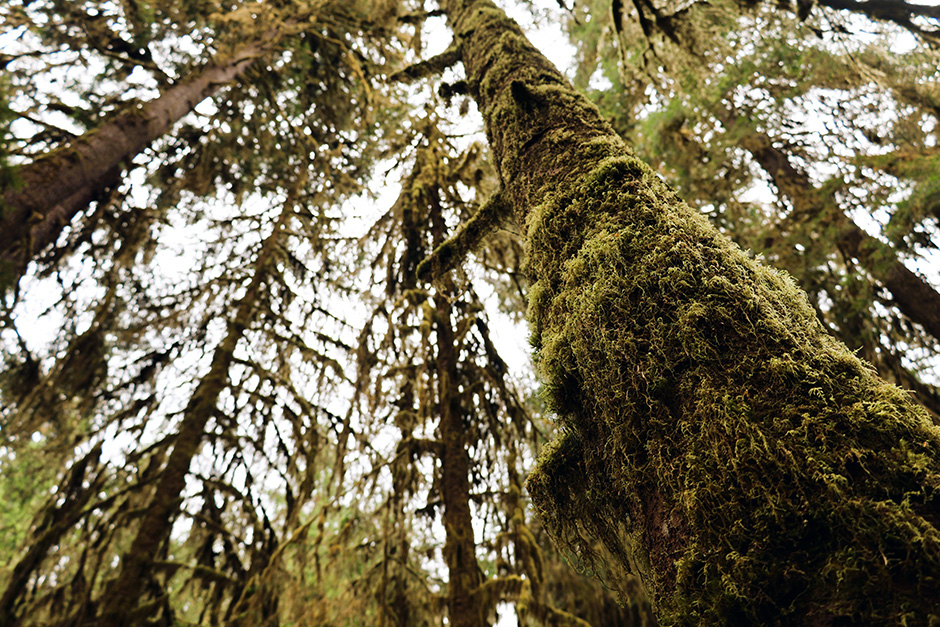 Moss.